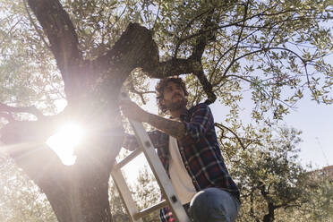 Thoughtful man on ladder under branch of olive tree - FMOF01558