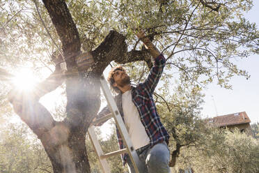 Mann pflückt Oliven auf einer Leiter stehend an einem Baum - FMOF01559