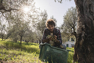 Lächelnder Mann mit Oliven in einem Obstgarten an einem sonnigen Tag - FMOF01560