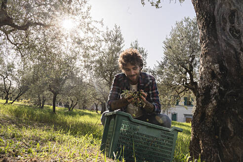 Lächelnder Mann mit Oliven in einem Obstgarten an einem sonnigen Tag - FMOF01560