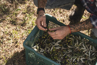Hände eines Mannes halten Oliven über einer Kiste - FMOF01561