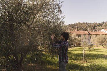 Mann pflückt Oliven vom Ast eines Baumes - FMOF01567