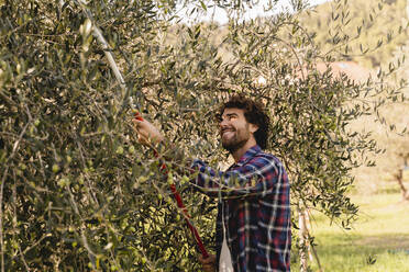 Lächelnder Mann pflückt Oliven mit Gartengerät vom Baum - FMOF01569