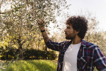 Mann begutachtet Olive auf einem Baumzweig - FMOF01571