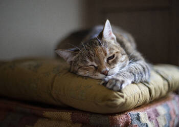 Portrait of cat relaxing on cushion - MAMF02305