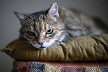 Porträt einer Katze, die sich auf einem Kissen entspannt - MAMF02306