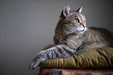 Porträt einer alarmierten Katze auf einem Kissen liegend - MAMF02307