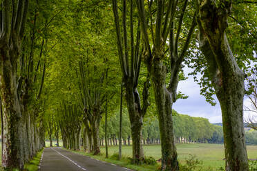 Frankreich, Provence-Alpes-Cote dAzur, Cereste, Bäumen gesäumte Landstraße im Sommer - LBF03656