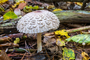 Shaggy parasol mushroom growing on forest floor in autumn - NDF01544