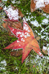 Nahaufnahme eines gefrosteten Ahornblatts im Winter - JTF02267