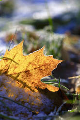 Close-up of frosted maple leaf in winter - JTF02268