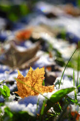 Close-up of frosted maple leaf in winter - JTF02269