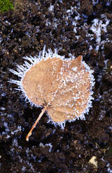 Close-up of frosted leaf in winter - JTF02270