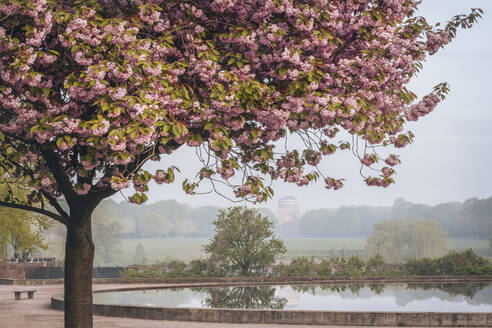 Deutschland, Hamburg, Blühende Kirschblüte im Stadtpark - KEBF02490
