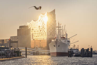 Deutschland, Hamburg, Cap San Diego Schiff im Hafen bei Sonnenuntergang mit Elbphilharmonie im Hintergrund - KEBF02492