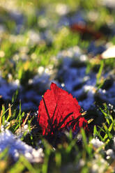 Red leaf lying in grass - JTF02272