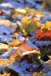 Gefallene Blätter bedeckt mit dem ersten Schnee - JTF02273