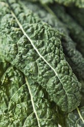 Close-up of green kale leaf - ONAF00282