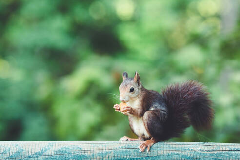 Nettes Eichhörnchen mit pelzigen Schwanz stehend auf Holztisch beim Essen in der Nähe von grünem Gras im Herbst Park - ADSF40411