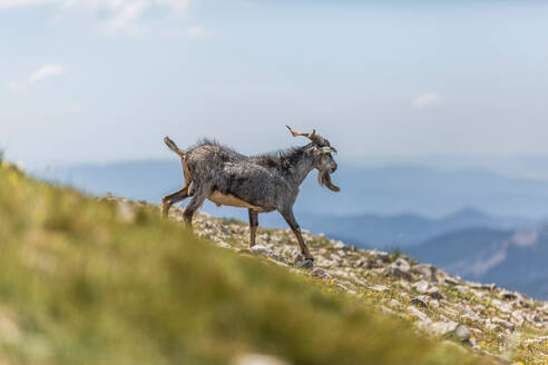 Wildziege läuft an einem sonnigen Tag in den Pyrenäen auf einem steinigen Hang gegen einen Bergkamm - ADSF40539