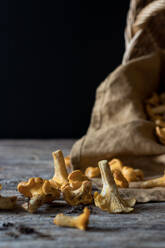 Closeup shot of wild orange chanterelle mushroom in soil lying on gray table with fabric - ADSF40847