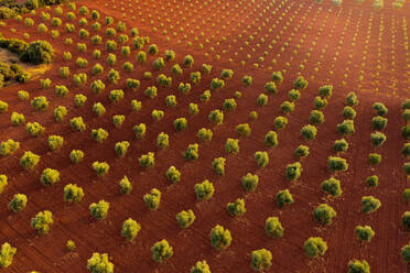 Drohnenblick von oben auf üppig wachsende Bäume auf braunem Boden an einem sonnigen Sommertag auf einem Bauernhof - ADSF41125