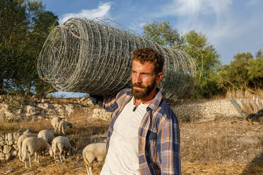 Bärtiger Mann in Freizeitkleidung, der einen aufgerollten Metallgitterzaun trägt und in der Nähe einer Herde weißer Schafe spazieren geht, während er auf einem Bauernhof im Herbst arbeitet - ADSF41184
