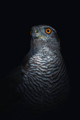 Wild northern goshawk with gray feathers and orange eyes looking away against black background - ADSF41201
