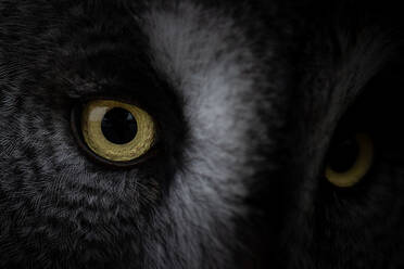 Closeup round yellow eyes of great gray owl looking away at dark night - ADSF41203