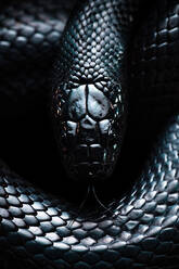 From above closeup black milk snake with sticking out tongue smelling air in darkness - ADSF41206