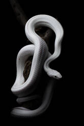 Weiße Baumboa, die ihren Körper um einen Ast wickelt, vor schwarzem Hintergrund in einem dunklen Studio - ADSF41212