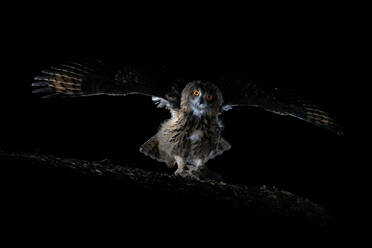 Wild Eurasian eagle owl spreading wings and looking at camera while landing on tree branch at night - ADSF41214