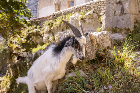 Spain, Castile and Leon, Posada de Valdeon, Portrait of mountain goat (Capra pyrenaica) standing outdoors - MMPF00530