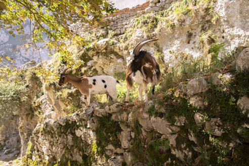 Spain, Castile and Leon, Posada de Valdeon, Two mountain goats (Capra pyrenaica) standing outdoors - MMPF00531