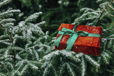 Weihnachtsgeschenk-Box auf Zweige der Tanne mit Schnee im Wald - VSNF00146