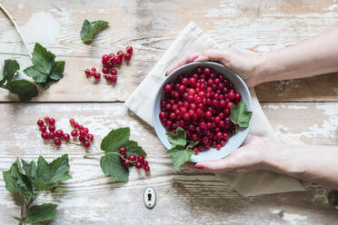 Eine Frau hält eine Schale mit frischen roten Johannisbeeren in den Händen - EVGF04152