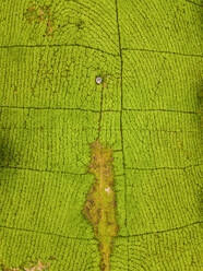 Luftaufnahme der Satemwa-Teefarm Thyolo Malawi, Afrika. - AAEF16942