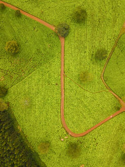 Luftaufnahme der Satemwa-Teefarm Thyolo Malawi, Afrika. - AAEF16945