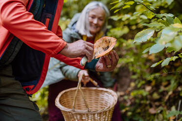 Ältere Freunde beim Pilzesammeln im Herbstwald. - HPIF01294