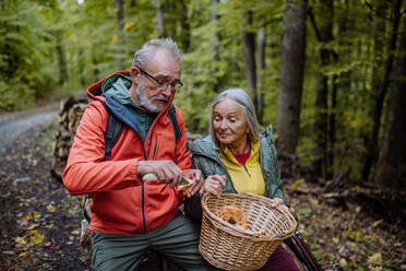 Ältere Freunde beim Sammeln und Putzen von Pilzen im Herbstwald. - HPIF01302