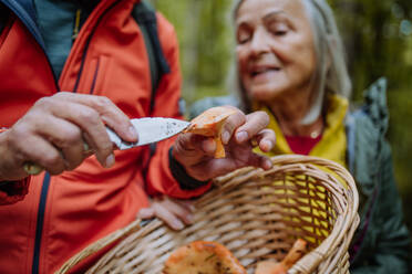 Ältere Freunde beim Sammeln und Putzen von Pilzen im Herbstwald. - HPIF01304