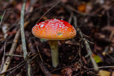 Nahaufnahme eines roten Fliegenpilzes, der in einem Wald wächst. - HPIF01317