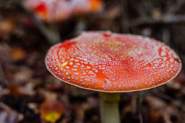 Close-up of red toadstool growing in a forest. - HPIF01318