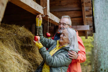 Älteres Paar hängt Äpfel an eine Tierfütterung im Wald. - HPIF01320