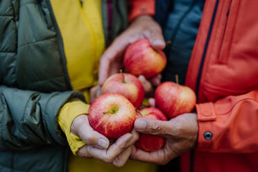 Close-up of senior couple giving apples at animal feeder in forest. - HPIF01323