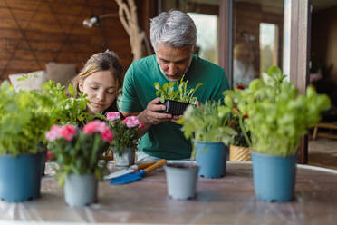 Eine Tochter im Teenageralter hilft ihrem Vater, Blumen zu pflanzen, Konzept der Gartenarbeit zu Hause - HPIF02048