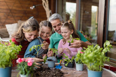 Drei Töchter helfen einem Vater, Blumen zu pflanzen, Konzept der Gartenarbeit zu Hause - HPIF02052