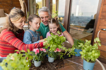 Drei Töchter helfen einem Vater, Blumen zu pflanzen, Konzept der Gartenarbeit zu Hause - HPIF02056