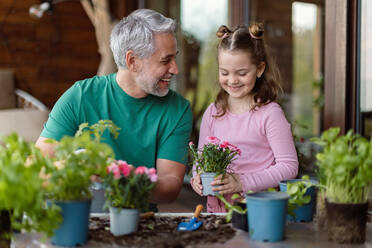 Eine kleine Tochter hilft ihrem Vater, Blumen zu pflanzen, Konzept der Gartenarbeit zu Hause - HPIF02059