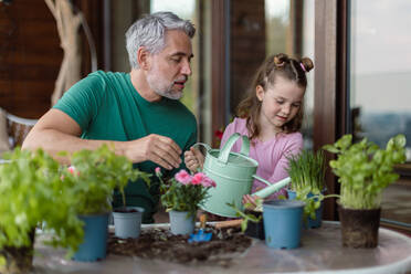 Eine kleine Tochter hilft ihrem Vater, Blumen zu pflanzen und zu gießen, Konzept der Gartenarbeit - HPIF02060